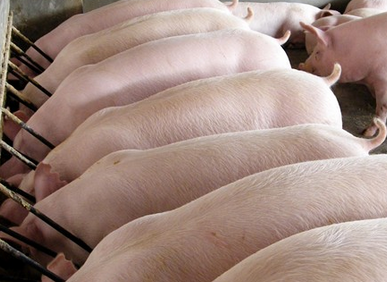 豬肉價格上漲，益生元保障健康！